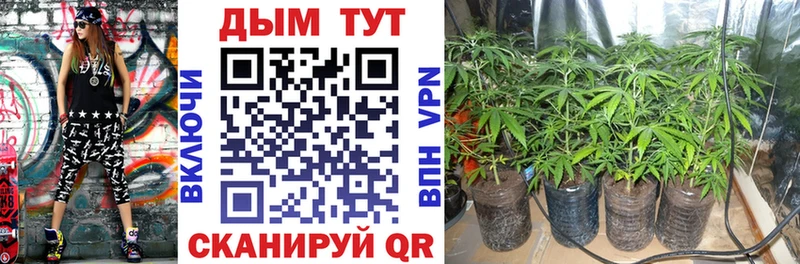 Конопля конопля Зеленоградск